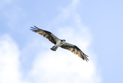 Low angle view of eagle flying in sky