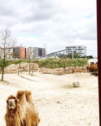 Dog on sand against sky in city