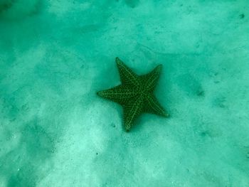 High angle view of fish in sea