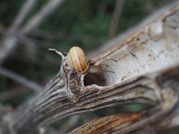 Close-up of snail on tree