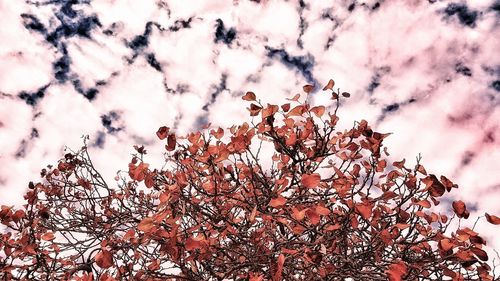 Low angle view of dry tree against sky