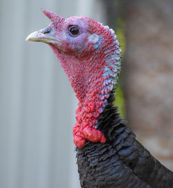 Close-up of a bird