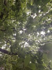 Low angle view of flowering plants and trees