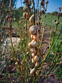 plant
