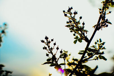 Low angle view of flowering plant against sky