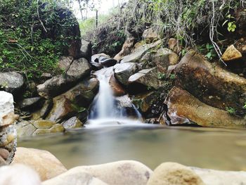 Scenic view of waterfall in forest