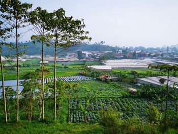Trees and plants growing on field against sky in city