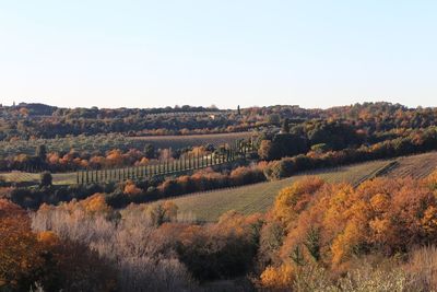 Scenic view of trees on field against clear sky