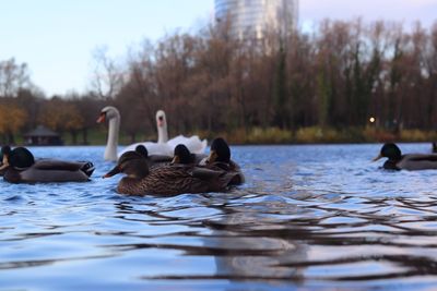 Swans swimming in lake against sky