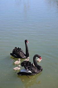 High angle view of swans swimming on lake