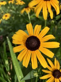 Close-up of yellow daisy