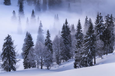Snow covered pine trees in forest during winter