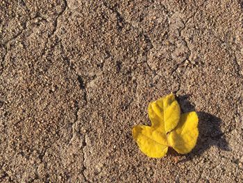 High angle view of yellow leaf