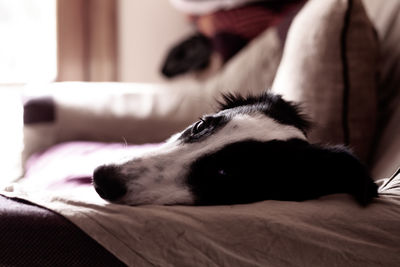 Close-up of dog resting on bed at home