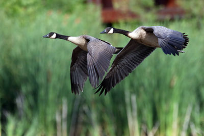 Canadian geese flying over field on sunny day