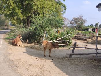 Horses in a farm