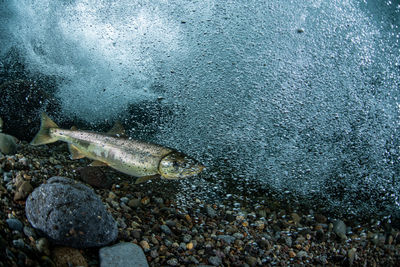 Pink salmon's run in rausu, hokkaido , japan