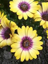 Close-up of flowers