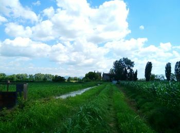 Scenic view of agricultural field against sky