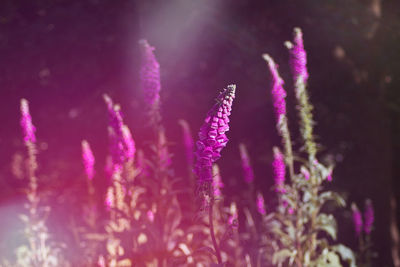 Close-up of purple flowering plant on field