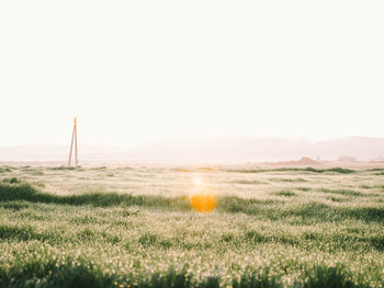 Scenic view of field against clear sky