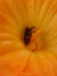 Macro shot of orange flower