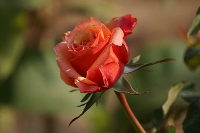 Close-up of red rose