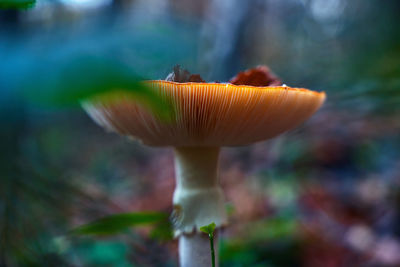 Close-up of mushroom growing on land