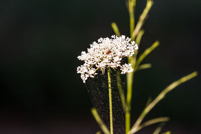 Close-up of white flowering plant