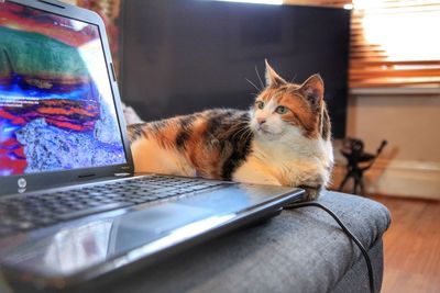 Cat looking at camera