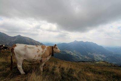 Cow standing on field against sky