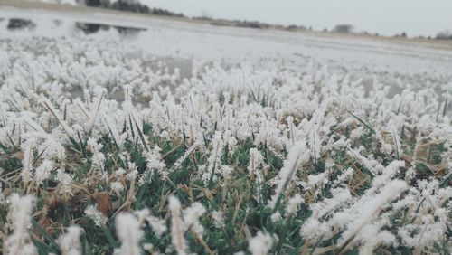 Close-up of plants on field during winter