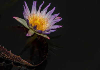 Close-up of lotus water lily in pond