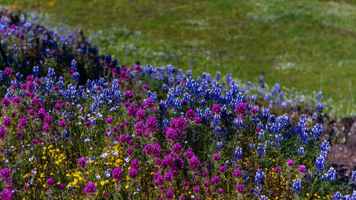 Purple flowering plants on field