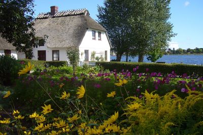 Flowers growing on field by building