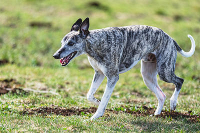 Dog running on field