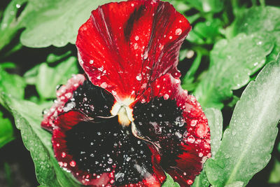 Close-up of wet red flower blooming outdoors