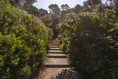 Footpath amidst plants and trees