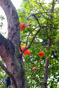 Low angle view of tree