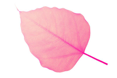 Close-up of pink flower against white background