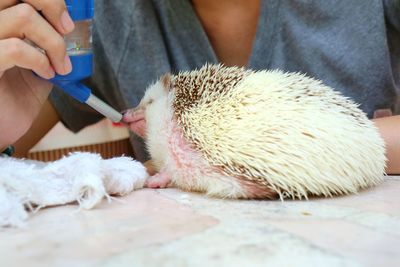 Soft focus of cute young hedgehog drinking water in summer day. animal concept.