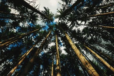 Low angle view of trees
