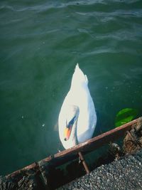 Close-up of swan in lake