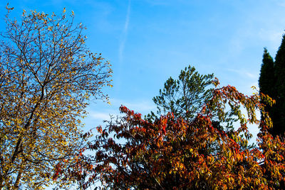 Low angle view of trees against blue sky