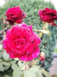 Close-up of rose blooming outdoors