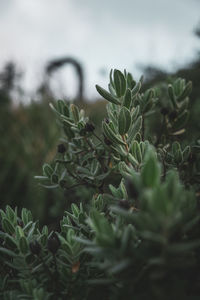 Close-up of fresh plants in field