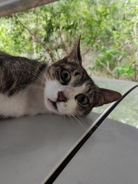 Close-up portrait of a cat