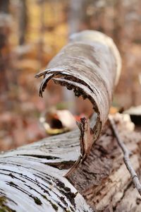 Curled birch bark