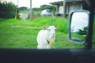 Close-up of cow