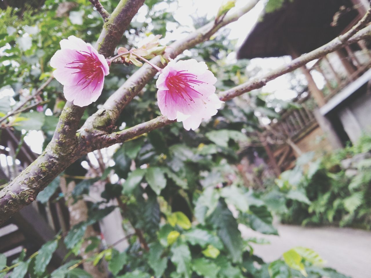 flower, freshness, fragility, pink color, petal, growth, beauty in nature, flower head, blossom, blooming, nature, building exterior, branch, low angle view, close-up, in bloom, focus on foreground, built structure, pink, tree